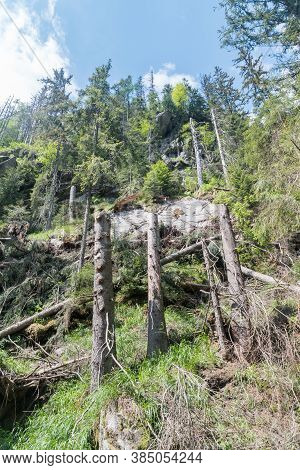 Trees On The Hillside In Tatra National Park.