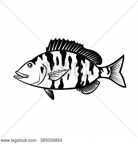 Cartoon Style Illustration Of A Pigfish, Orthopristis Chrysoptera Or Piggy Perch A Member Of The Gru