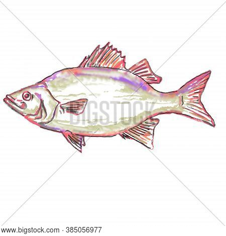 Watercolor Painting Illustration Of A White Bass Or Morone Chrysops, A Member Of The Temperate Bass 