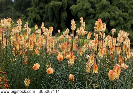 Flowerbed Of Pale Orange Red Hot Pokers Or Kniphofia In Garden