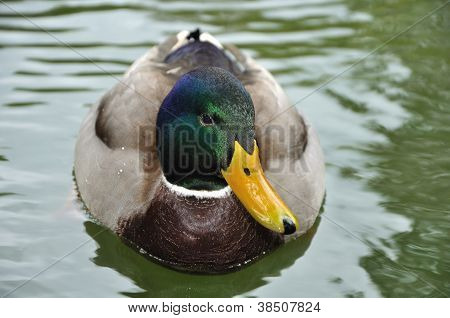 Han-duck på vandet