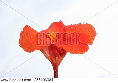 Red Canna Flowers Isolated On White Background