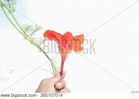 Red Canna Flowers Isolated On White Background