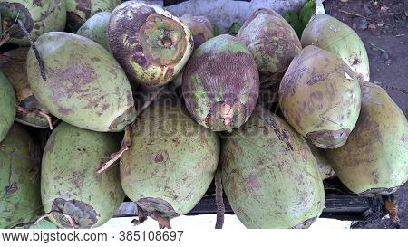 Fresh Green Tender Coconut, Coconuts, Cocos Nucifera Is A Member Of The Palm Tree Family