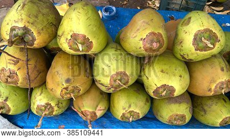 Fresh Green Tender Coconut, Coconuts, Cocos Nucifera Is A Member Of The Palm Tree Family