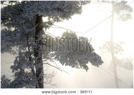Hoar Frost puu
