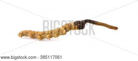 Ophiocordyceps Sinensis (chong Cao, Dong Chong Xia Cao) Or Mushroom Cordyceps This Is A Herbs.