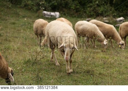 A Herd Of White Sheep Grazes On A Fenced Pasture