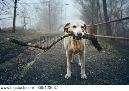 Dog On Sidewalk In Public Park In Fog. Playful Labrador Retriever Holding Stick In Mouth In Frosty D