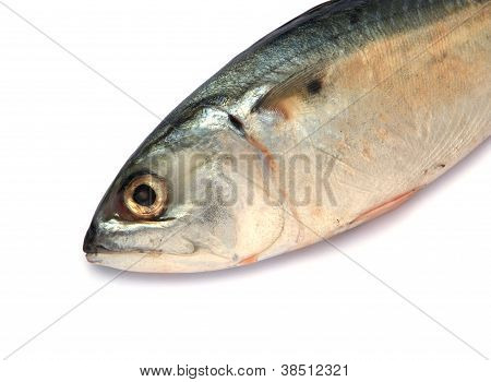 Färsk makrill fisk