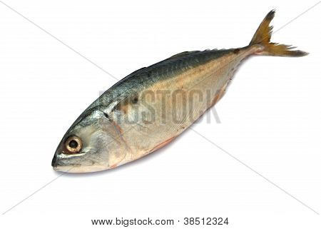 Färsk makrill fisk