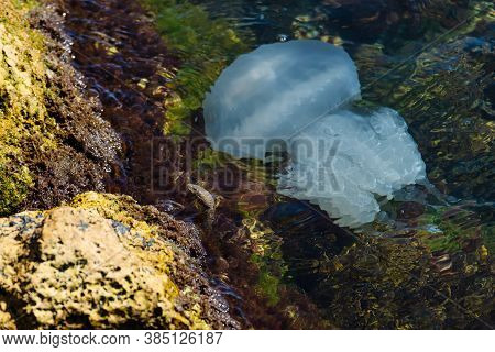 A Huge White Jellyfish Swims Near The Stones. Next To The Jellyfish, A Snake's Head Sticks Out Of Th