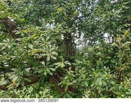 Photo Of Kafal (myrica Esculenta) Tree In Hilly Area Of Himachal Pradesh
