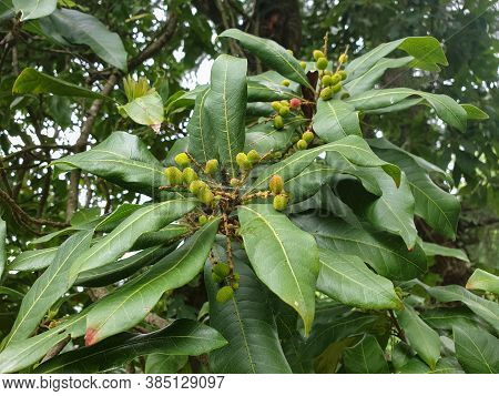 Bayberry On Tree, Closeup Shot Of Kafal (myrica Esculenta) In Hilly Area Of Himachal Pradesh, India