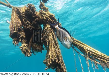 Arabian Surgeonfish (acanthurus Sohal) In Red Sea Swimming Near Old Rope. Beautiful Tropical Coral R