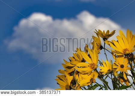 Bright Orange Autumn Flowers Jerusalem Artichoke Or Earthen Pear Against A Blurry Sky With A Dark Cl