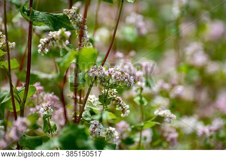 Botanical Collection Of Edible Plants And Herbs, Buckwheat , Fagopyrum Esculentum, Or Common Buckwhe