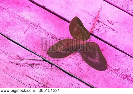 Clover Plant Leaves In The Light Of Phyto Lamp Concept.