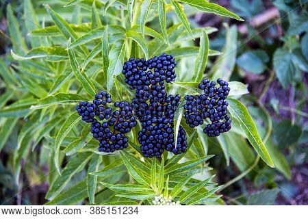 Close-up Of Sambucus Ebulus On The Way To Citerna, Perugia, Umbria, Italy