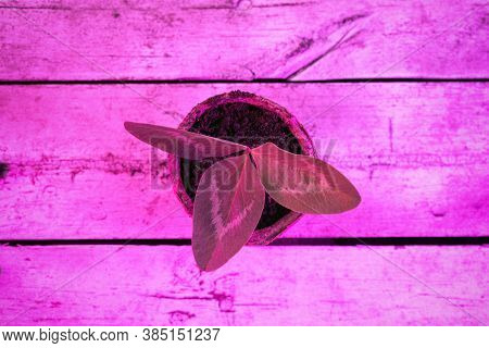 Clover Leaf In The Flower Pot In The Lights Of Phyto Lamp Concept.