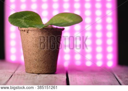 Clover Plant Leaf In The Flower Pot In The Lights Of Phyto Lamp Concept.