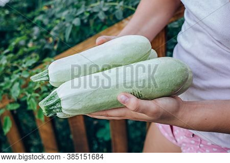 Farmer Hold Fresh Organic Zucchinis In His Hands. Vegetable Harvest Concept.