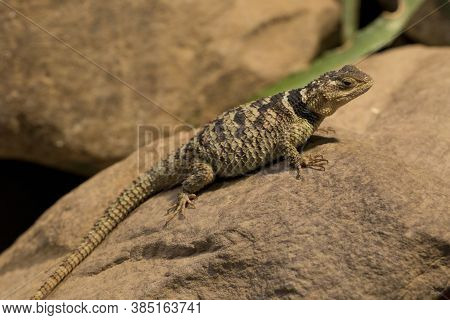 The Blue Spiny Lizard (sceloporus Serrifer) In Zoo.