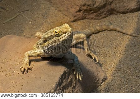 The Bearded Dragon (pogona Vitticeps) In Zoo.