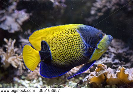 The Majestic Angelfish (pomacanthus Navarchus) In Aquarium.