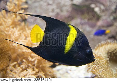 The Arabian Angelfish (pomacanthus Asfur) In Aquarium.