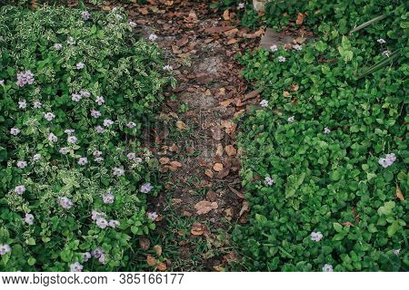 Flowers Of Purple Rock Cress (aubrieta Deltoidea) Growing On Pathway In Garden With Green Background