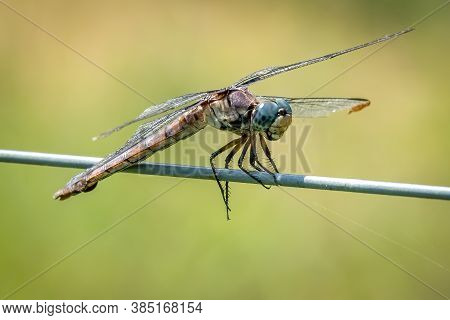 A Female Great Blue Skimmer (libellula Vibrans) Perched On A Fence. Raleigh, North Carolina.