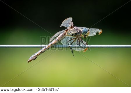 Despite Being Tattered And Torn, This Female Great Blue Skimmer (libellula Vibrans) Appears To Be In