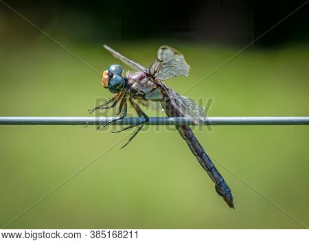 A Female Great Blue Skimmer (libellula Vibrans) Perched On A Fence. Seems To Be Praying For Somethin