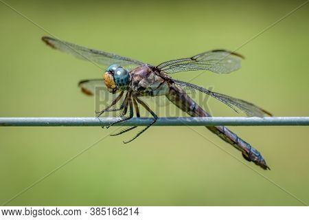 Closeup Of A Female Great Blue Skimmer (libellula Vibrans) Perched On A Fence. Raleigh, North Caroli