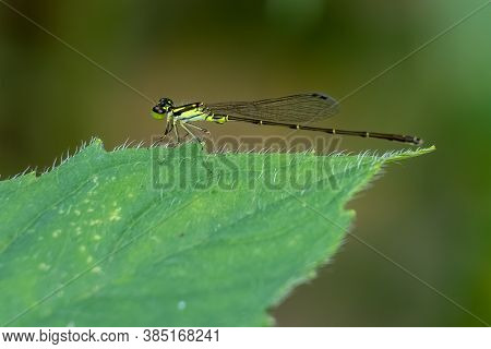 A Male Fragile Forktail (ischnura Posita) Perches On A Leaf. Raleigh, North Carolina.