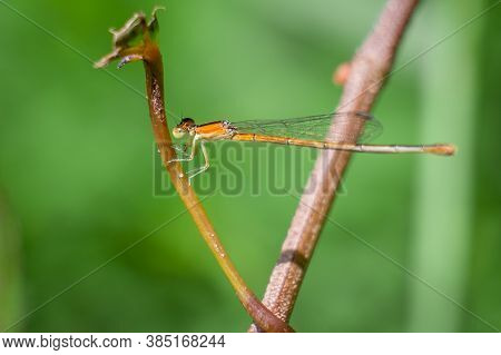 A Female Citrine Forktail (ischnura Hastata) Perches On A Twig.