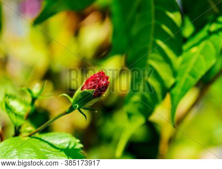 Hibiscus Flower With Leaves And Branches In Flower Garden