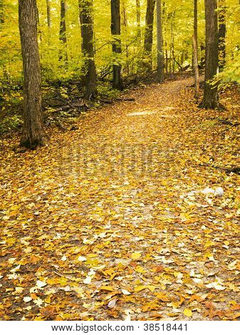 path through forest