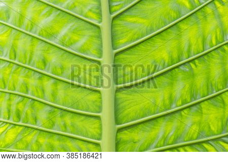 nature background of green alocasia odora leaf in the outdoor