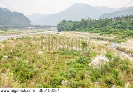 wild sugarcane grass with white flowers and seeds in the field near a river in Nantou, Taiwan