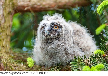 A Small Long-eared Owl Sits On A Tree Branch In The Forest.