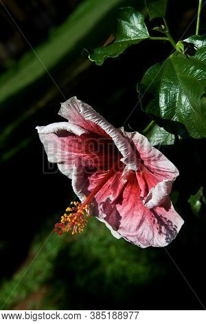 View Of Reddish Pink Hibiscus Flower Having Protruding Stamen With Red Red Stigma And Yellow Anther