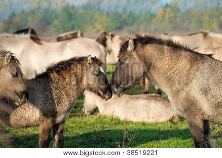 Cavalli konik nella natura in autunno