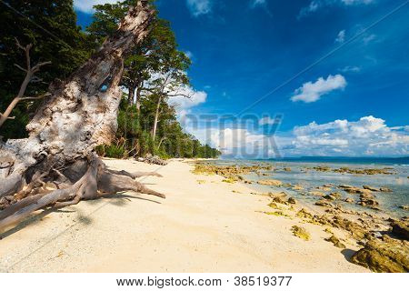 ชายหาดทรายบริสุทธิ์ Undeveloped ป่า