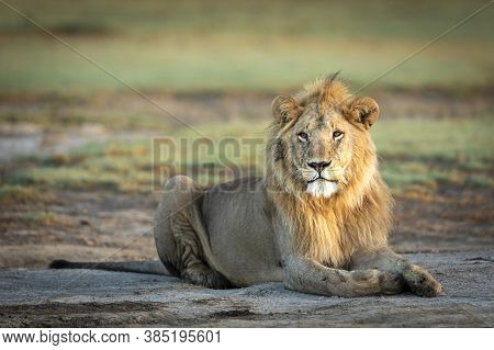Male Lion Lying Down Looking Alert In Ndutu In Tanzania