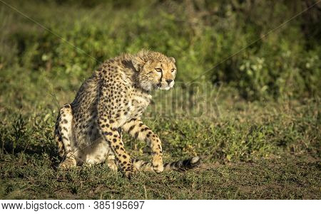 Cheetah In Warm Afternoon Light In Ndutu In Tanzania