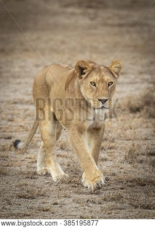 Vertical Portrait Of A Lioness Walking In Ndutu Tanzania