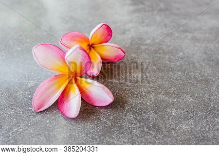 Pink Frangipania Plumeria On The Rock Background Copy Space