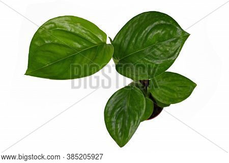 Top View Of Small Tropical Plant Called  'monstera Adansonii Laniata' Isolated On White Background